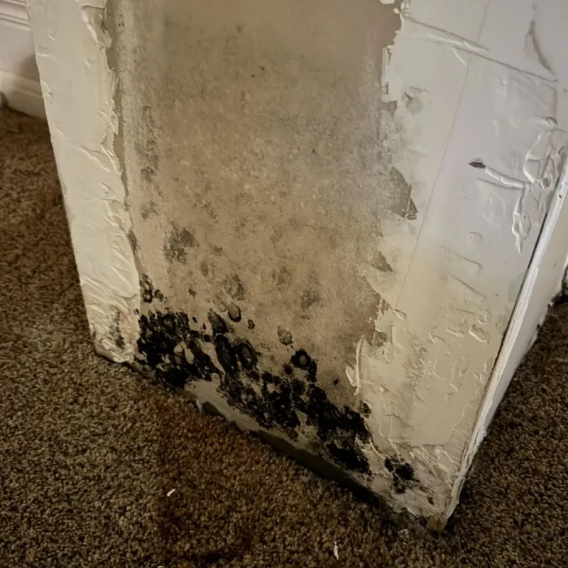 Professional Mold Removal in Cleveland County, AR